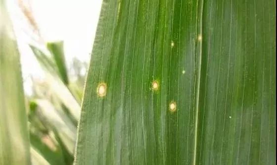 玉米叶斑病图片 第6张