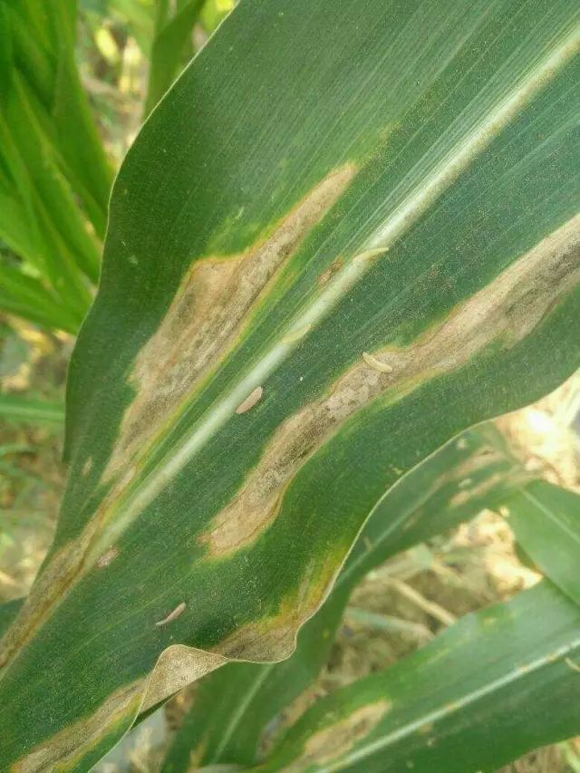 玉米叶斑病图片 第5张