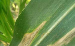 玉米叶斑病图片 第5张