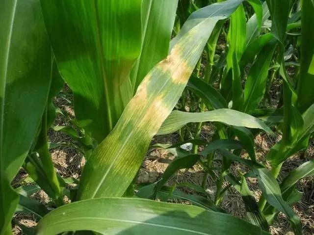 玉米叶斑病图片 第8张