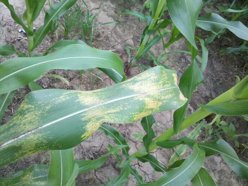 玉米白叶病图片 第4张