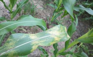 玉米白叶病图片 第4张