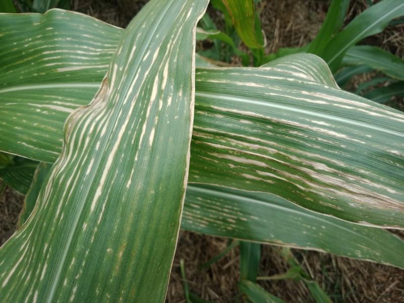 玉米白叶病图片 第3张