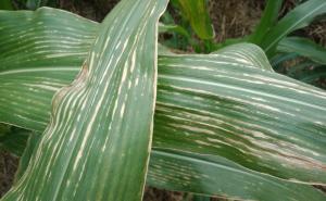 玉米白叶病图片 第3张