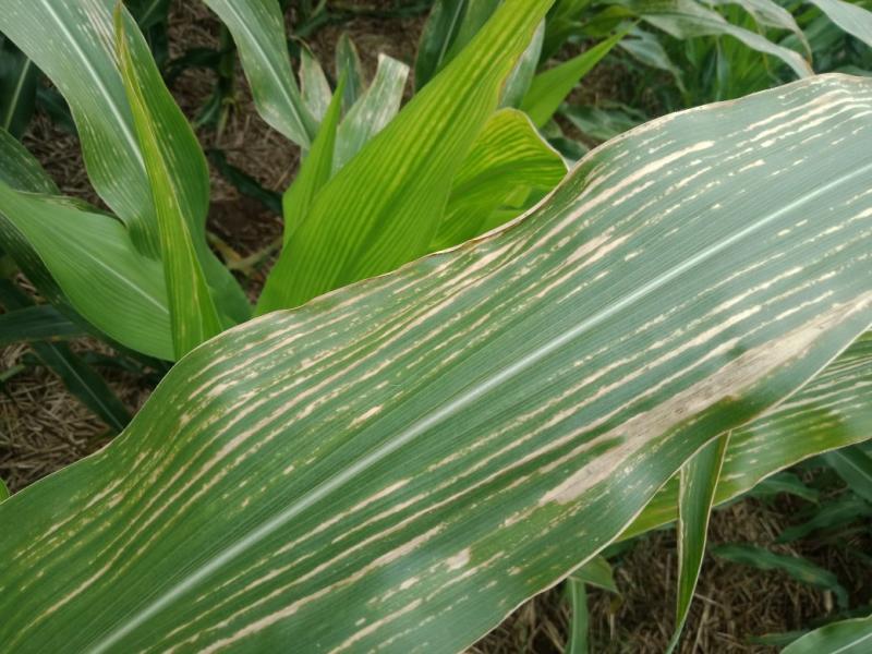 玉米白叶病图片 第2张