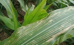 玉米白叶病图片 第2张