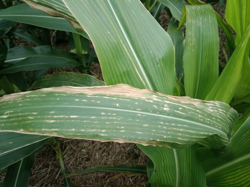 玉米白叶病图片 第1张