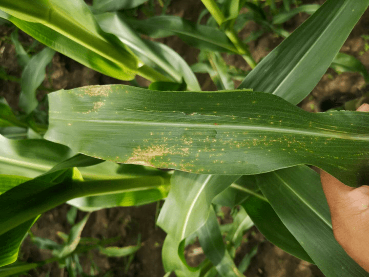 玉米白叶病图片 第5张