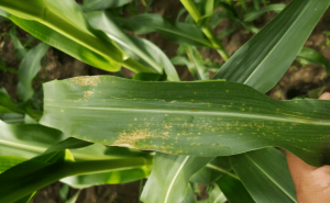 玉米白叶病图片 第5张