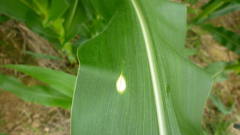 玉米白叶病图片 第6张