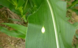 玉米白叶病图片 第6张