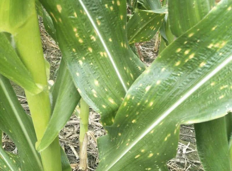玉米白叶病图片 第7张