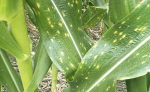 玉米白叶病图片 第7张