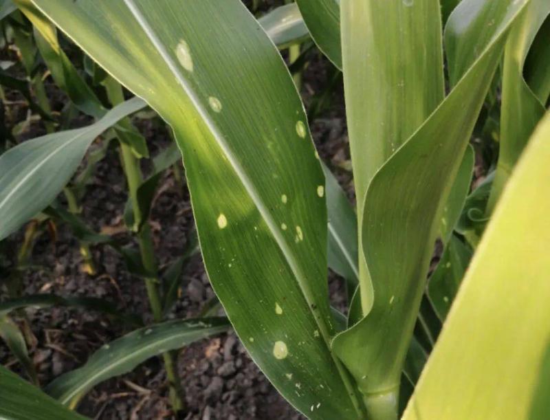 玉米白叶病图片 第8张