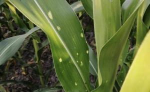 玉米白叶病图片 第8张