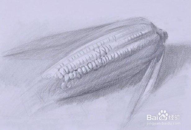 玉米素描图片 第3张