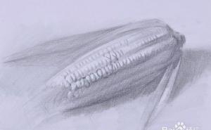 玉米素描图片 第3张