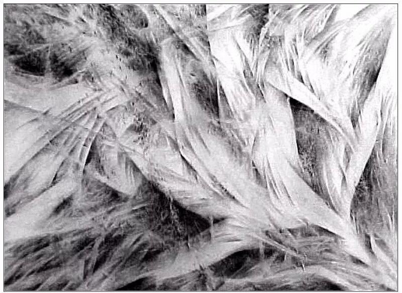 玉米素描图片 第2张