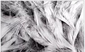 玉米素描图片 第2张