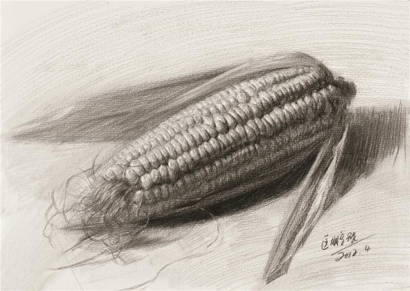 玉米素描图片 第1张