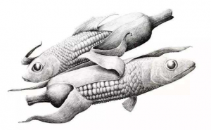 玉米素描图片 第4张