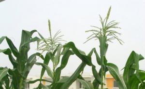 盆栽玉米图片 第3张