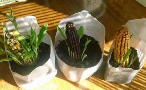 盆栽玉米图片 第4张