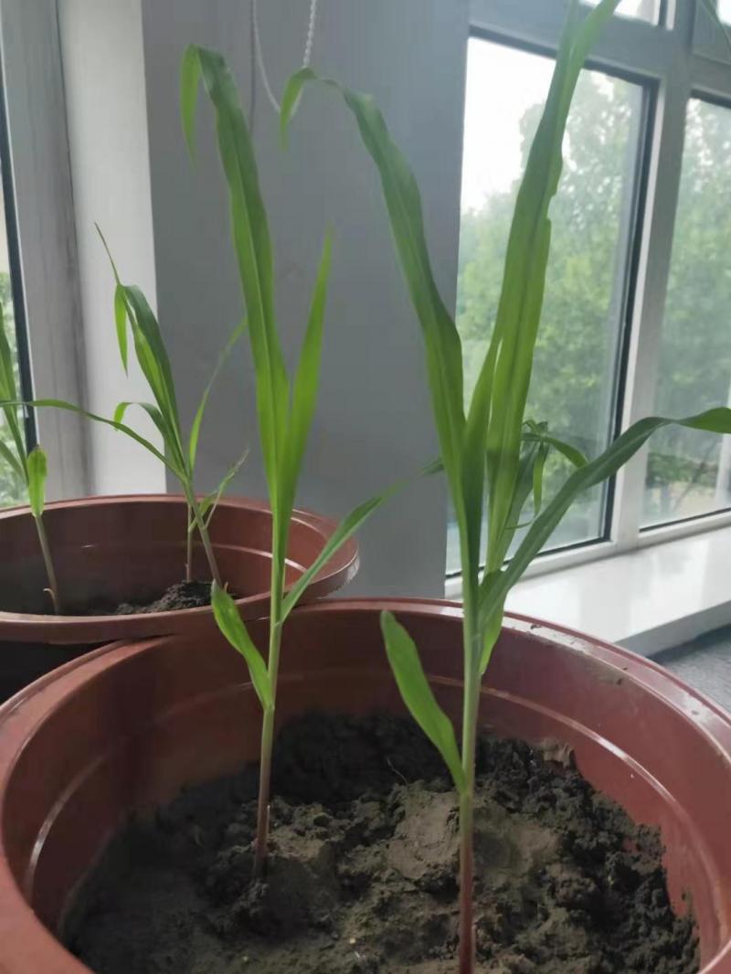 盆栽玉米图片 第2张
