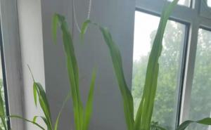 盆栽玉米图片 第2张