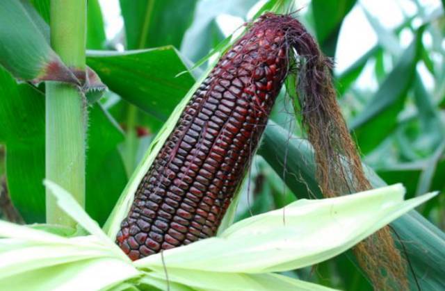 黑玉米图片 第2张