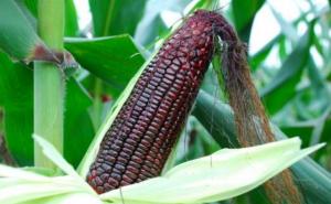 黑玉米图片 第2张