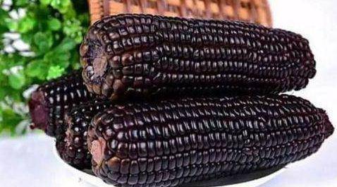 黑玉米图片 第4张