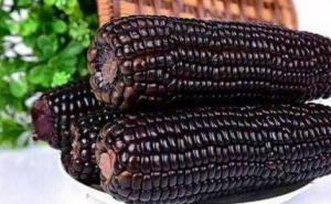 黑玉米图片 第4张