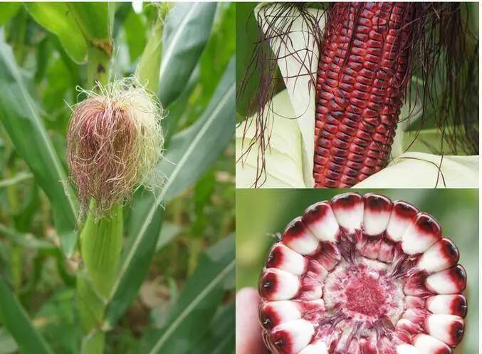 黑玉米图片 第3张