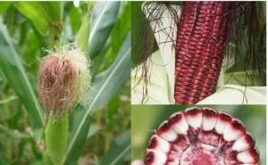 黑玉米图片 第3张