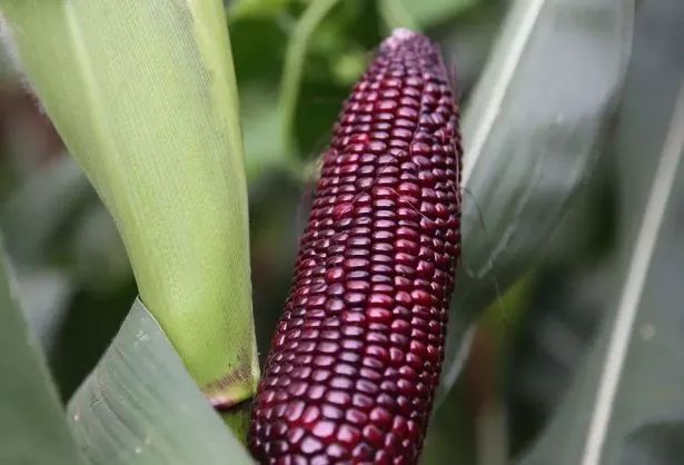 黑玉米图片 第8张