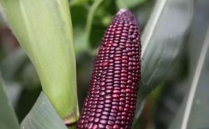 黑玉米图片 第8张