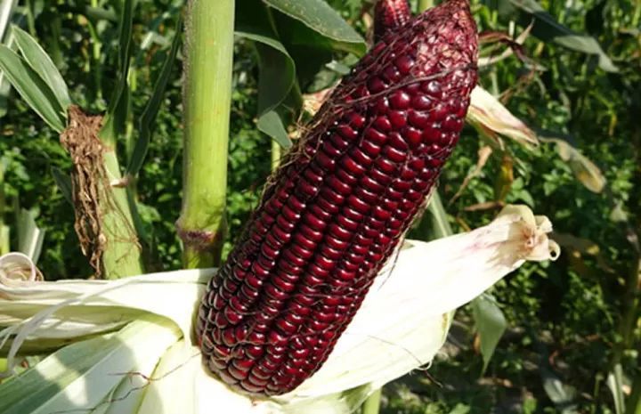 黑玉米图片 第6张