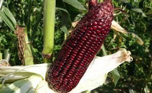 黑玉米图片 第6张