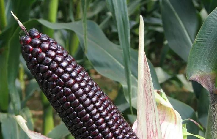 黑玉米图片 第5张