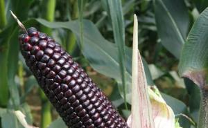 黑玉米图片 第5张