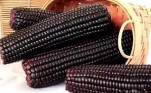 黑玉米图片 第9张