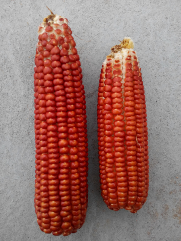 红玉米图片 第1张