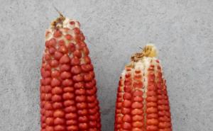 红玉米图片