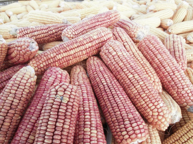 红玉米图片 第2张