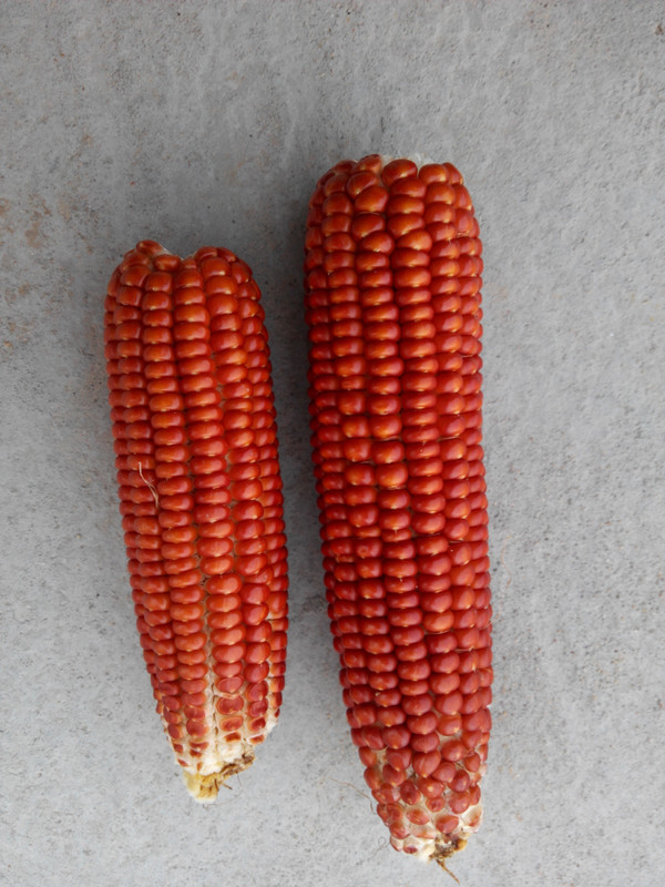 红玉米图片 第3张