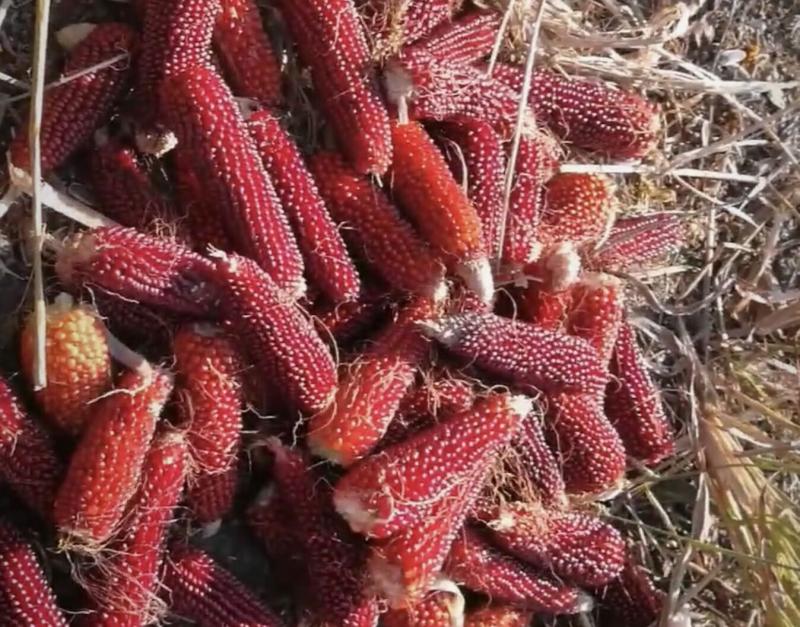 红玉米图片 第5张