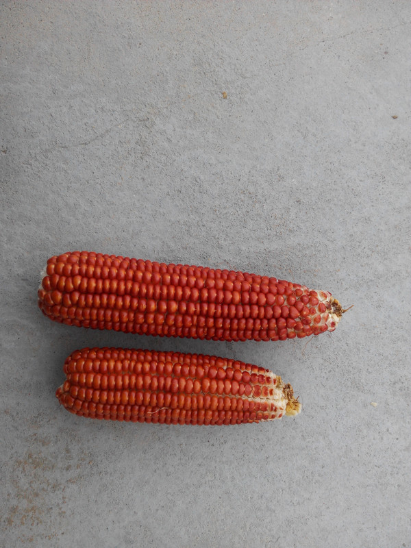 红玉米图片 第4张