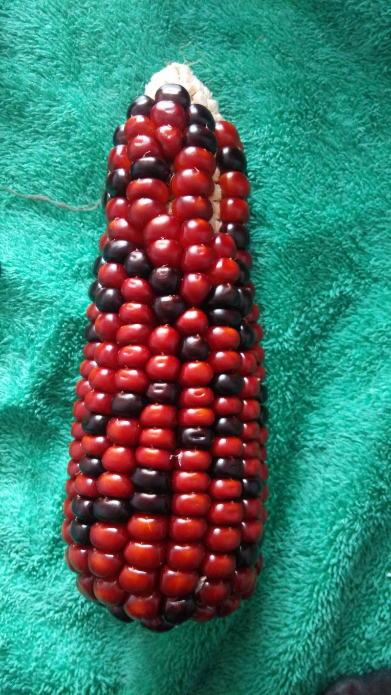 红玉米图片 第6张