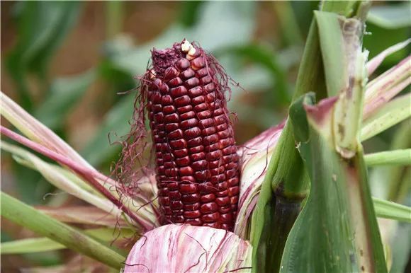 红玉米图片 第9张